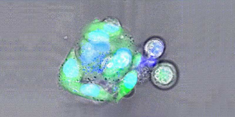 １細胞解析ソリューションのイメージ