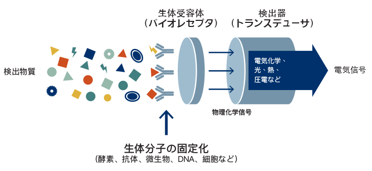 バイオセンサの測定原理